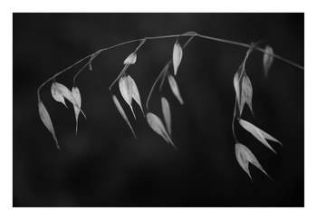 In light of current events II by Tal Paz-Fridman