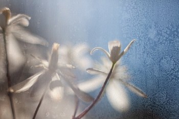 Serena par Jérôme Pergolesi