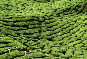 Tea time by Lise Hébuterne