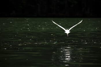 L'envol by Lise Hébuterne