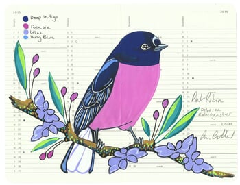 Pink Robin by Fran Giffard