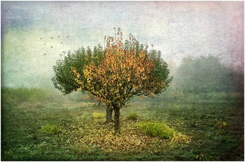 Bird's and tree land by Hélène Vallas