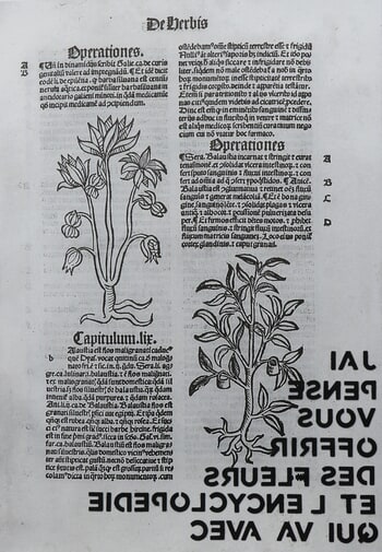 J'ai pensé vous envoyer des fleurs et l'encyclopédie qui va avec by Adeline GAFFEZ