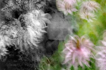 Desdemonia by Jérôme Pergolesi