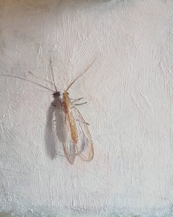 Lace wing by Rosemary Burn