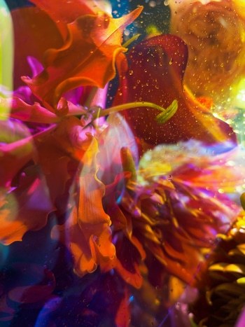 GLORIOSA by Andrea Zvadova