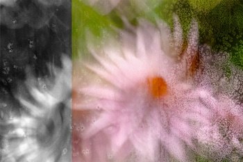 Alienor by Jérôme Pergolesi