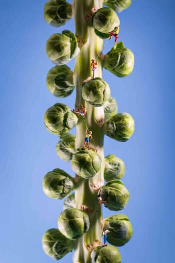 Sprouting von David Gilliver