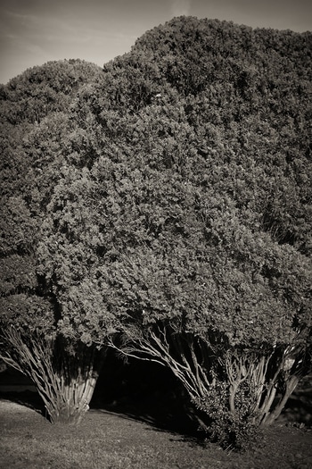 Shrubbery von Geoffrey Ansel Agrons