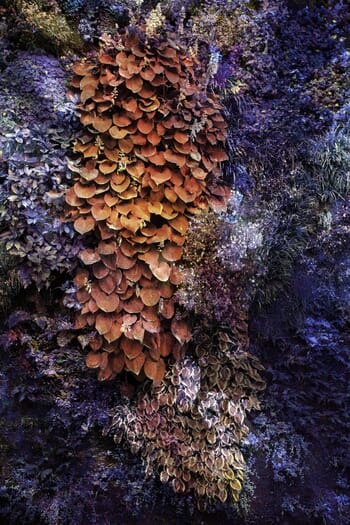 Wall of Nature XXXIV par Viet Ha Tran