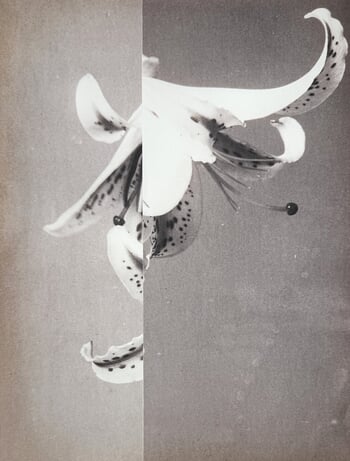 Steered Adrift III  par Mona Sultan