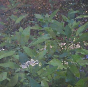 Hortensias 1 von Mathieu Weemaels