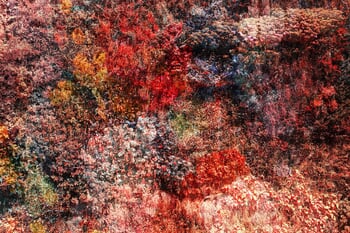 Wall of Nature LX by Viet Ha Tran