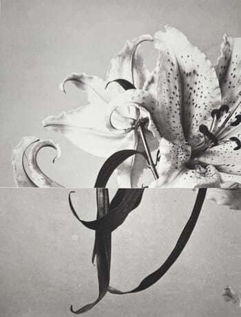 Steered Adrift I by Mona Sultan