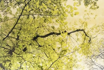 Arboris Folium I  par Robert Pereira Hind