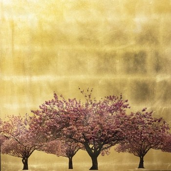 Prunus Serrulata XIV par Robert Pereira Hind