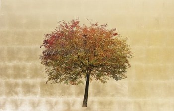 Autumn Sorbus par Robert Pereira Hind