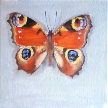 Peacock butterfly by Rosemary Burn