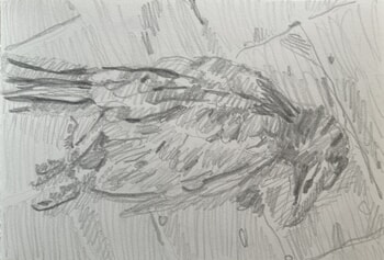 Blue bird by Enzo Marra