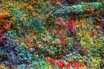 Wall of Nature XXIX  by Viet Ha Tran