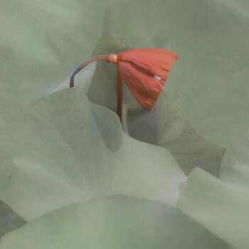 Hymen von Isabelle Chambon