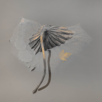 Nénuphar par Isabelle Chambon