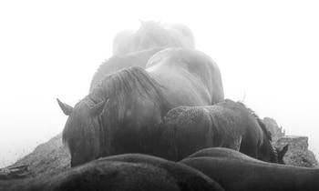 Magical Horses Hill - WB von Bruno Houdayer