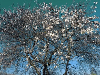 Almond Trees by Viet Ha Tran