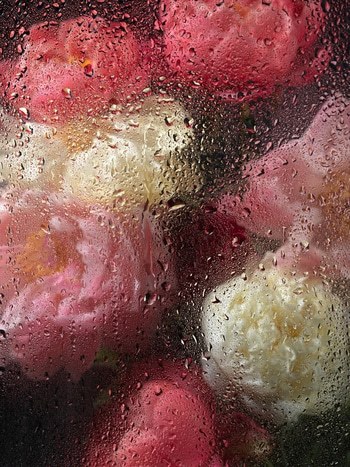 PEONIES I  von Andrea Zvadova