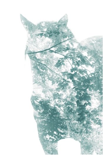 Magical Forest Horse 2 by Bruno Houdayer