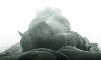 Magical Horses Hill - WB virage cyan by Bruno Houdayer