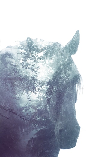 Magical Forest Horse 3 par Bruno Houdayer