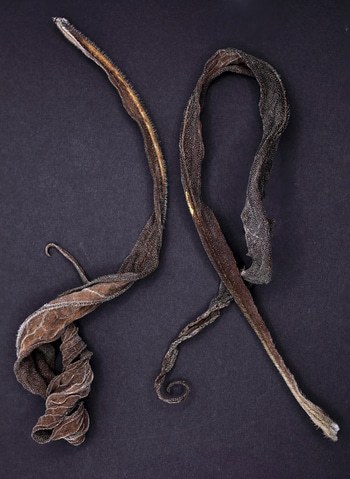 Echium Leaves. Limited Edition 5 of 10 by Ian Hoskin