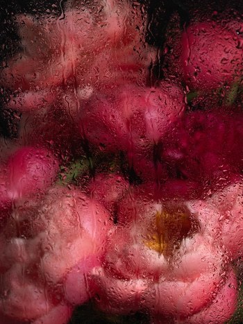 PEONIES III by Andrea Zvadova
