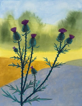 Thistle in Shade by Michael Pfleghaar