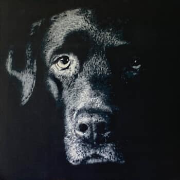 Labrador Retriever par Olivier Carpent