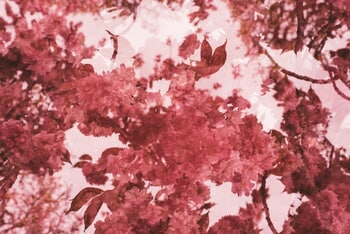 Printemps by Françoise Chadelas