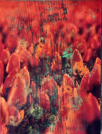 Flower II by Beatrice Wolff