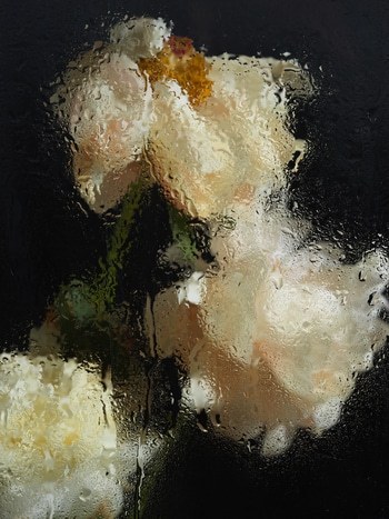 PEONIES IV by Andrea Zvadova