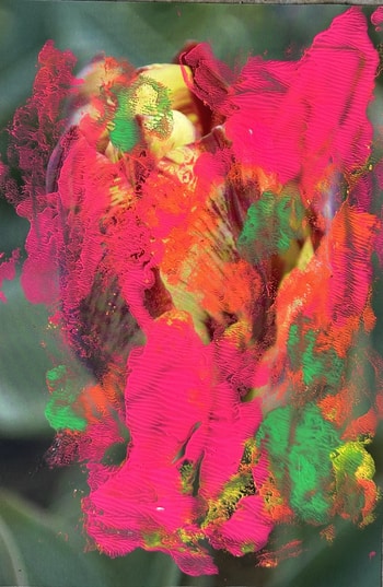 Flower 8 by Beatrice Wolff