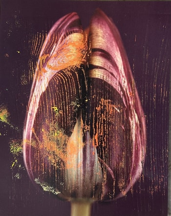 Flower XV by Beatrice Wolff