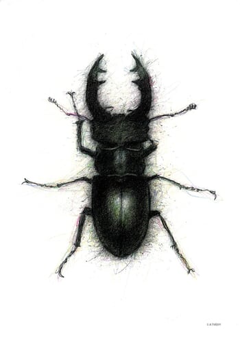 Stag Beetle von C-A Halpin