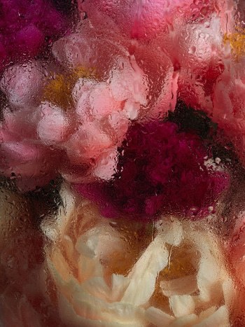 PEONIES VI von Andrea Zvadova