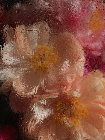 PEONIES VIII von Andrea Zvadova