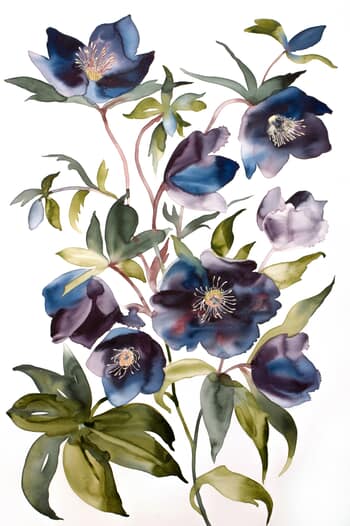 Hellebores No. 3 par Elizabeth Becker