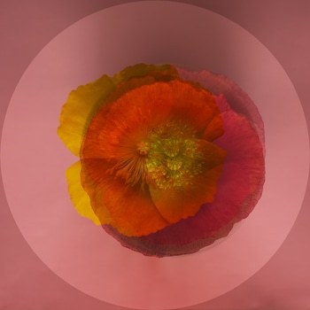 Mes Coeurs -03 par Emilie Moysson