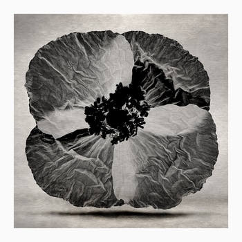 Poppy #2 par Sovann Kim