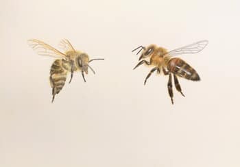 Two Bees (study 3) by Sarah Goldbart