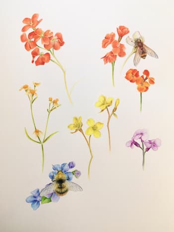 Mixed Flowers and Insects study by Sarah Goldbart
