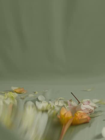 ENGLISH ROSES IV von Andrea Zvadova